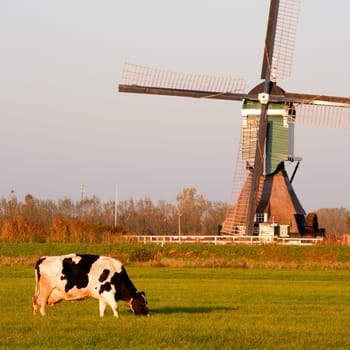 Traditional Dutch windmill with cows in Groot-Ammers, the Netherlands