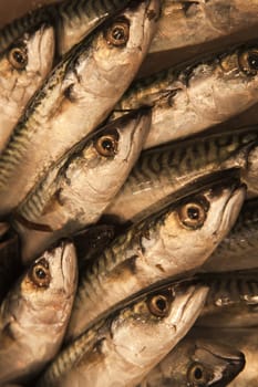 Fresh fish in the Boqueria market in Barcelona, Spain