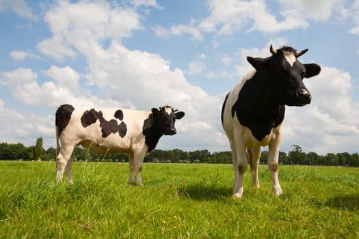 Dutch cows in the meadow