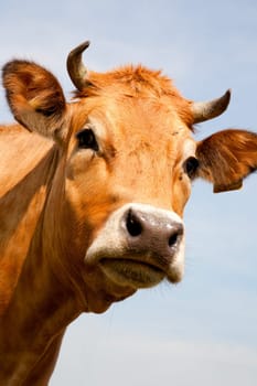 Portrait of a Dutch cow