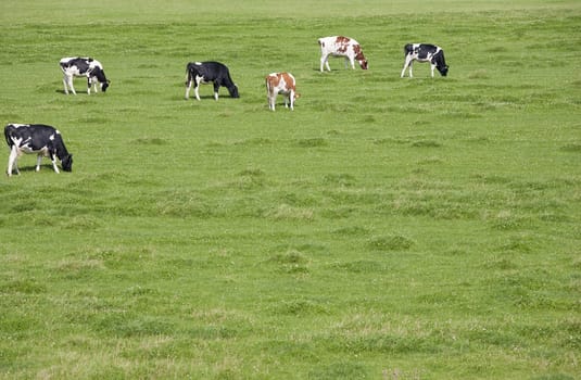 Dutch cows grazing in the meadow