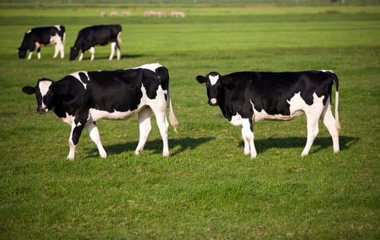Dutch cows in the meadow