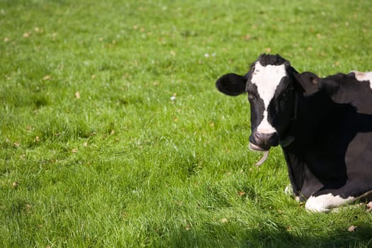 Dutch cow in the meadow