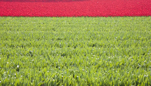 Field with red tulips in the Netherlands