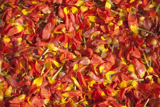 Fallen petals of tulips in the Netherlands