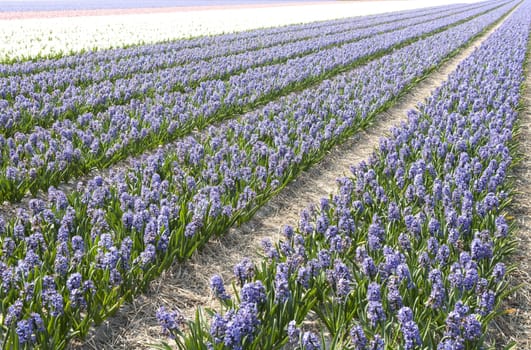 Field of hyacinths in the Netherlands