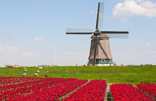 Windmill with red tulip field in the Netherlands