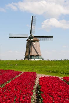 Windmill with red tulip field in the Netherlands