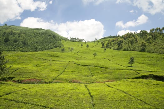 Tea plantation in the Puncak area, Java, Indonesia