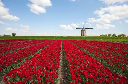 Windmill with red tulip field in the Netherlands