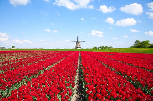 Windmill with red tulip field in the Netherlands