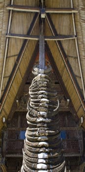 Buffalo horns stuck on the front of traditonal Torjaja houses