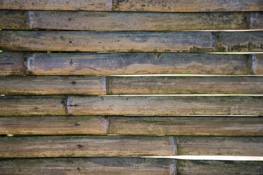 Background of bamboo in Toraja, Sulawesi,  Indonesia