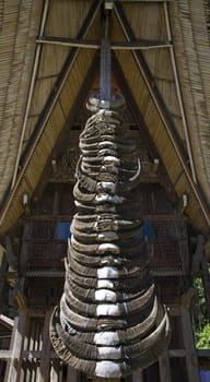 Buffalo horns stuck on the front of traditonal Torjaja houses