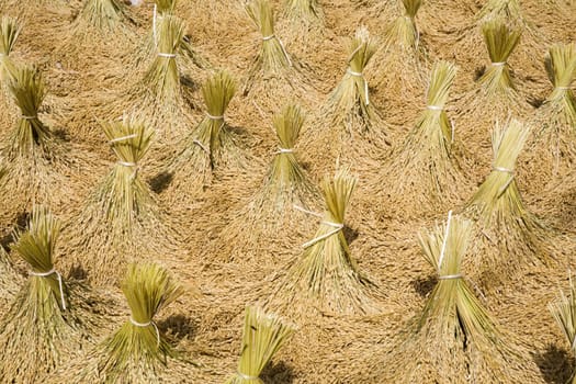 Toraja rice harvest drying in the sun