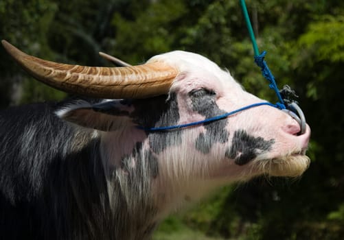 Portrait of a white buffalo in Tana Toraja, Sulawesi, Indonesia