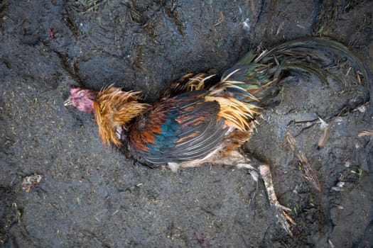 Dead cock after a cock fight in Sulawesi, Indonesia