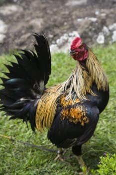Portrait of a cock on a grass field