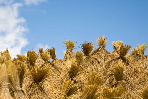 Toraja rice harvest drying in the sun