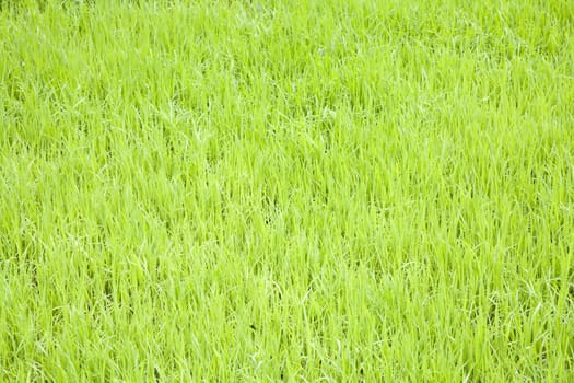 Young rice plants growing in the Toraja area in Sulawesi