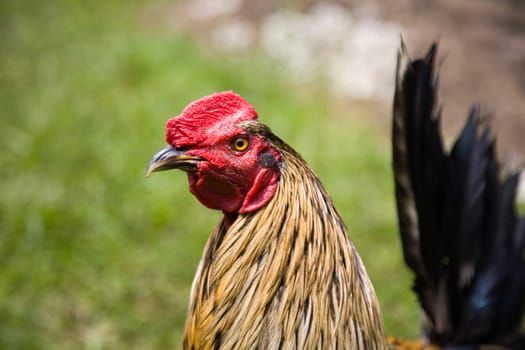 Portrait of a cock on a grass field