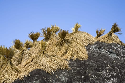 Toraja rice harvest drying in the sun