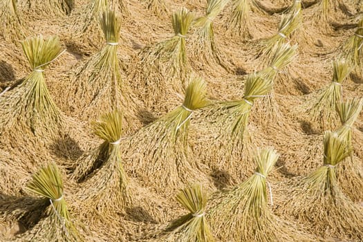 Toraja rice harvest drying in the sun