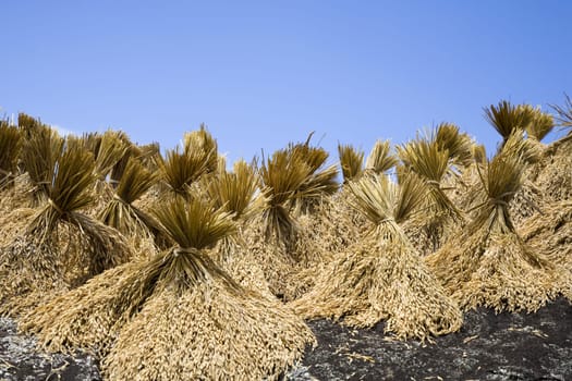 Toraja rice harvest drying in the sun