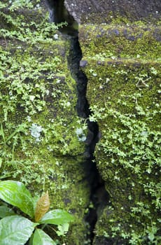Green moss on a cracked wall