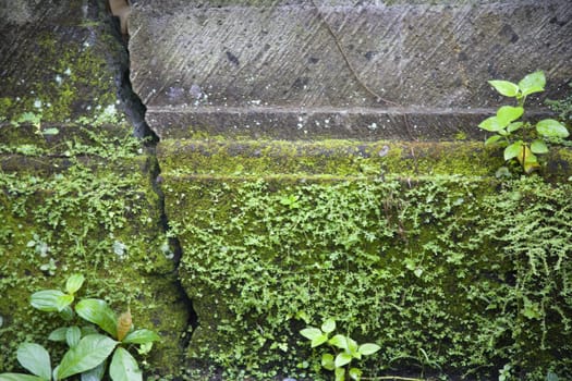 Green moss on a cracked wall
