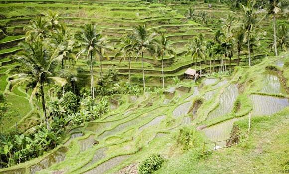 Rice paddies near Ubud in Bali, Indonesia