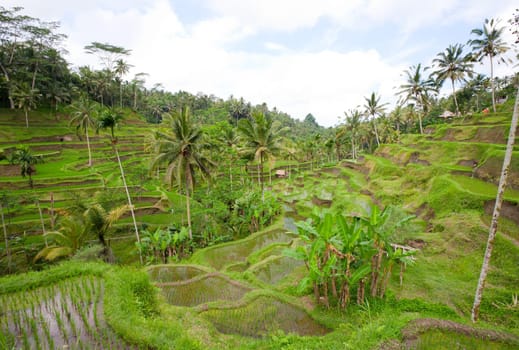 Rice paddies near Ubud in Bali, Indonesia