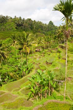 Rice paddies near Ubud in Bali, Indonesia