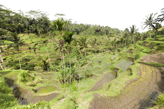 Rice paddies near Ubud in Bali, Indonesia