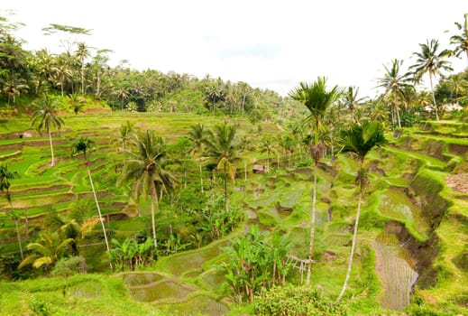 Rice paddies near Ubud in Bali, Indonesia