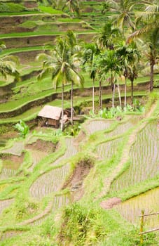 Rice paddies near Ubud in Bali, Indonesia
