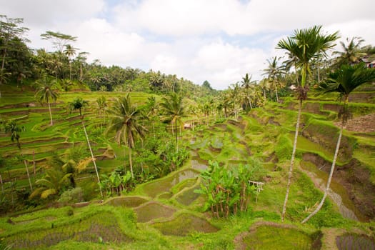 Rice paddies near Ubud in Bali, Indonesia