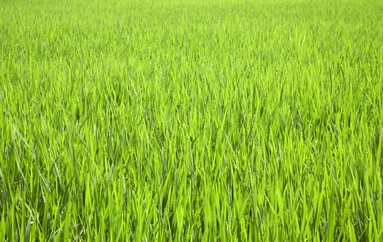 Rice field near Ubud in Bali, Indonesia