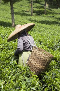 Tea picker on a tea plantation in Puncak, Java, Indonesia