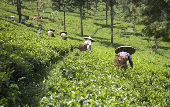 Tea pickers on a tea plantation in Puncak, Java, Indonesia