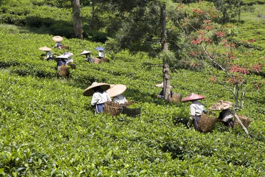 Tea pickers on a tea plantation in Puncak, Java, Indonesia