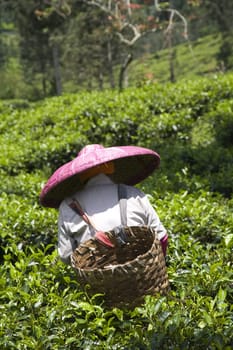 Tea picker on a tea plantation in Puncak, Java, Indonesia