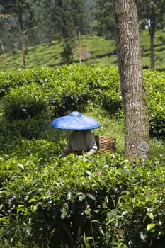 Tea picker on a tea plantation in Puncak, Java, Indonesia