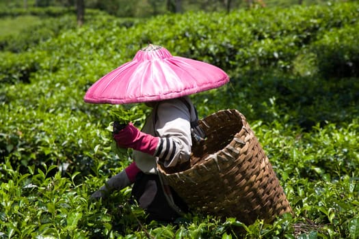 Tea picker on a tea plantation in Puncak, Java, Indonesia