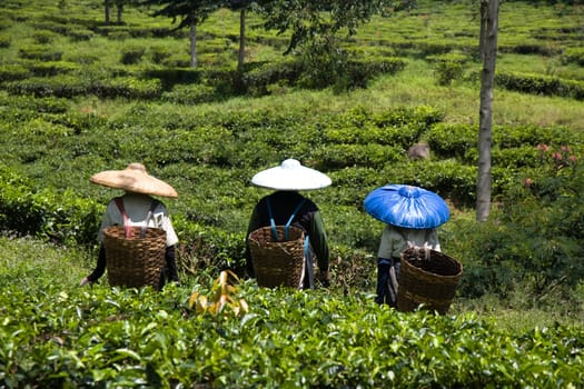 Tea pickers on a tea plantation in Puncak, Java, Indonesia