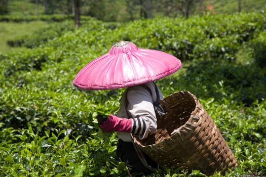 Tea picker on a tea plantation in Puncak, Java, Indonesia