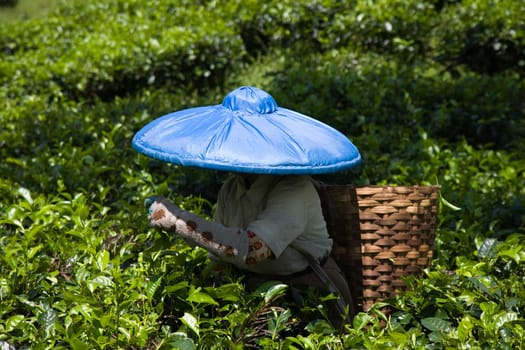 Tea picker on a tea plantation in Puncak, Java, Indonesia