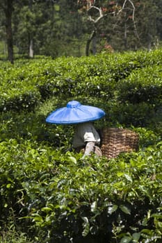 Tea picker on a tea plantation in Puncak, Java, Indonesia