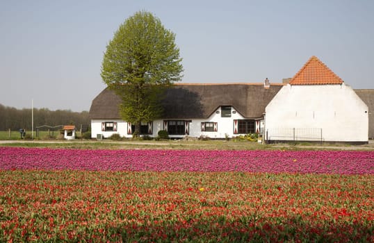 White farm in a tulip field in the Netherlands
