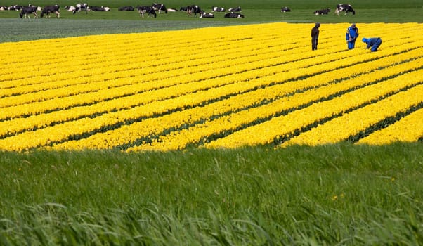 Field with yellow tulips in the Netherlands